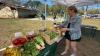 Farmers market aims to combat Lealman food desert