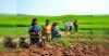 The feminisation of agriculture: How digital literacy and gender equity can reshape the farming landscape