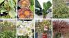 New Plants Radar: Choice picks from the Plantarium Groen-Direkt trade fair
