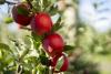 Premium apples fuel T&G Global's strong 2025 financial results, with profit up 269 percent