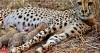 Cheetahs brought from Botswana doing well, served first meal at Kuno: Officials