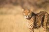 India Adds Nine More Botswana Cheetahs To Kuno, Population Reaches 48