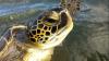 Rare Sighting: Green Sea Turtles Spotted in Greek Lagoon