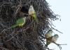 Tiny, raucous monk parakeets from South America thrive in Chicago. But why?