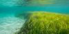 Alabama Legislature passes bill creating seagrass restoration task force