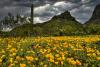 Discover Arizona's Early Wildflower Blooms: Best Parks to Visit in 2026