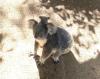 AI technology detects real-time koala crossing in first for field 
