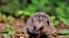 Help save Ireland’s hedgehogs