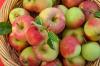 Cranfield study reveals hidden environmental cost of imported apples