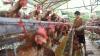 Why Saudi Arabia Banned Indonesian Poultry Exports