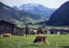 Farmers’ church in Switzerland adapts worship to agricultural life