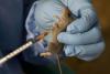 Lassa Fever Upsurge Claims 75 Nigerians, Infects Five Healthcare Workers – NCDC