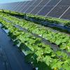 Agrivoltaics: How combining solar panels and farming delivers big benefits