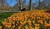 Dutch Embassy-backed tulip event in D.C. sells out as demand crashes website