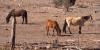 4 more wild horses found shot to death in eastern Arizona forest