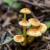 Ancient Plant-Fungi Partnerships Offer Key Insights for Sustainable Agriculture