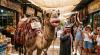 Dozens of Camels Disqualified in Oman Beauty Pageant Over Cosmetic Surgery Scandal