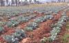 Professionals promote sustainable agriculture to boost production in Laikipia