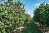 Chilean cherry sector urges caution as growers weigh switch to hazelnuts