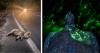 Haunting and Hopeful Images Win the 2026 Environmental Photography Award