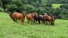 229 tonnes of Brazilian beef imported into Ireland in Q1 2026