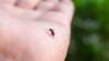 Could science make mosquito-borne disease thing of the past?
