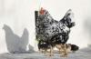DENR ramps up management of feral chicken population