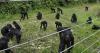 A rare sanctuary in Congo looks after baby bonobos away from poaching threat