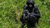 Orphaned bonobos learn to trust humans again at DR Congo sanctuary