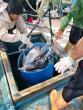 No Diplomatic Resolution Yet in Indonesia-Palau Fishing Vessel Dispute