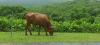 Food security or risky investment? Palau’s livestock proposal faces scrutiny over evidence gaps