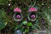 Indonesia logs 10 new orchid records, expands biodiversity map