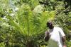 The leaf that keeps loggers away: Vanuatu’s nature conservation secret