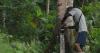 Pacific Island in battle to bring rare bird from brink of extinction