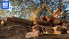 More than 50 state forestry jobs axed as koala national park looms
