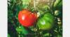 Ghana tomato trials record yields of up to 78.5 tons per hectare