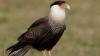 Darwin’s caracara: All about the rare bird tied to scientist identified as ‘patient zero’ in hantavirus outbreak