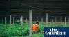 How Bolivia’s cacao farmers took on the gold-mining industry – and won
