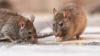Argentina's Health Ministry says experts will travel to Ushuaia to test rodents for hantavirus