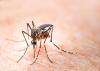 Malaria vector Anopheles (Nyssorhynchus) darlingi evolving insecticide resistance