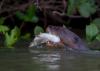 Giant otters, river sentinels, now listed as threatened migratory species