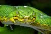Where South American Boa Constrictors Live and Why They’re So Hard to Spot