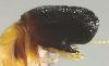 Newly Discovered Species in South America Stuns Experts with Whale-Like Features