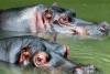 Colombia’s New Government Halts Euthanasia Plan for Pablo Escobar’s Hippos
