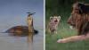 68 of the best 'Photo of the Day' images ever shared by The Siena Awards