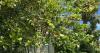 Tuesday workshop on how to grow Suriname cherry tree