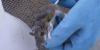 Suspected hantavirus outbreak on cruise kills 3 people