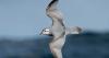 Falklands, Darwin Plus funds to restore ecosystem of ravaged New Island by invasive mammals