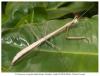 A new species of “praying mantis” discovered in Aruba