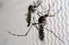 No Dengue Vaccination Program Yet for Curaçao, Dutch Health Council Advises
